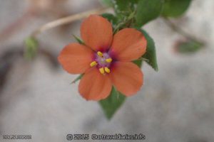 Coastal wildflower - Stokes National Park