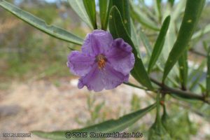 Coastal wildflower - Stokes National Park