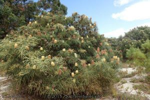 Banksia tree at Moir Homestead - Stokes National Park