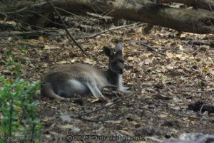 Mum roo and her joey in the pouch - Moir Homestead
