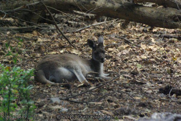 Mum roo and her joey in the pouch - Moir Homestead
