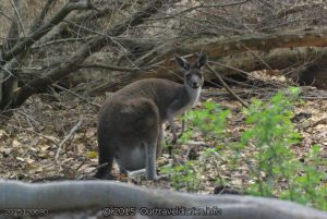 She posed for a photo - Smile - Moir Homestead