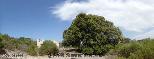 The Morton Bay Fig tree is at least 100yrs old - Moir Homestead