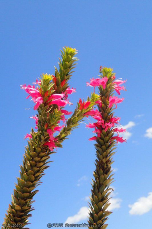 "Triffids" - Red Rod Wildflower - near Peak Elenore