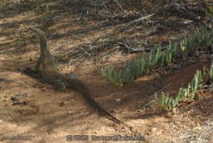 Race Horse Goanna, near our camp site - Peak Charles camp ground