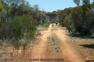 Emus at Beehive Tank