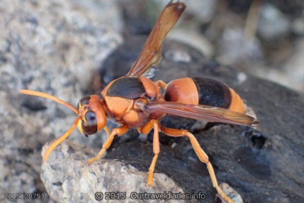 One of the Potter Wasps hanging around Beehive Tank