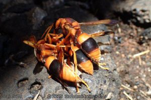 Potter Wasps practicing their Brazilian Jiu Jitsu? - Beehive Tank