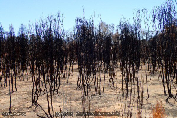 Fires went through here about 4 weeks ago - along Beehive Trail