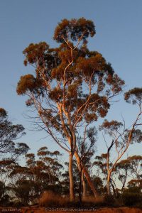 Salmon Gum along the Old Hyden - Norseman Road