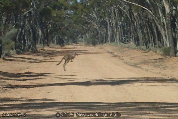 Kangaroo on the way to Emu Rocks