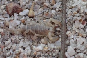 A Scorpion seen at the toilets near Wave Rock - Hyden
