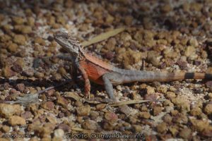 Crested Dragon, McDermid Rock