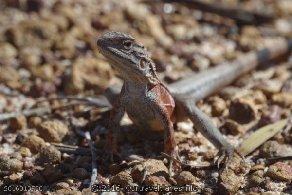 " You lookin' at me?" Crested Dragon, McDermid Rock