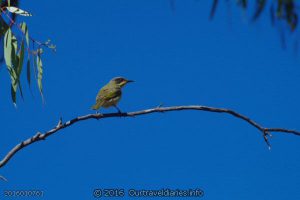 Purple Gaped Honeyeater at Mc Dermid Rock