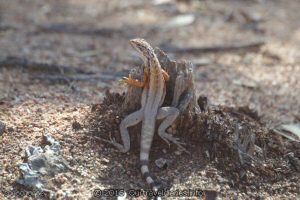 Crested Dragon at McDermid Rock