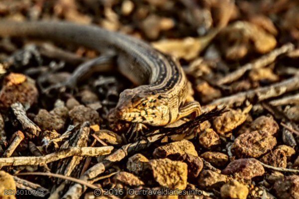 Bull Skink