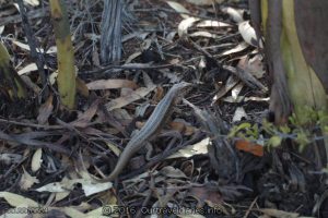 Bull Skink