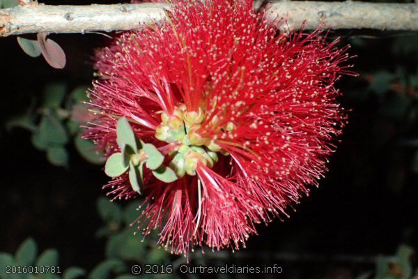 Granite Bottlebrush