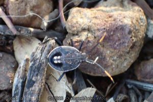 A young Eucalyptus Shield Bug sometimes called Gum Shield Bug