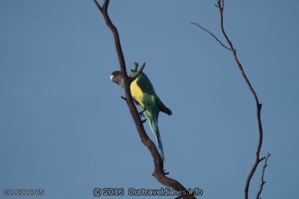 "Twenty Eight" Port Lincoln Ringneck