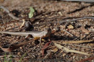 Bull skink and Spitfire