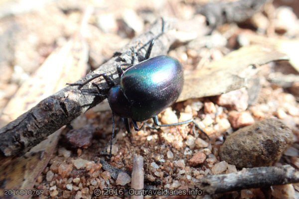 Beetle at camp