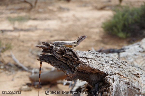 Crested dragon sunning himself along the Old Hyden-Norseman Road