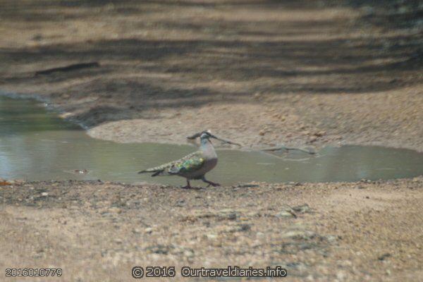 Male Common Bronze Wing just finished having a drink along the old Hyden - Norseman Road