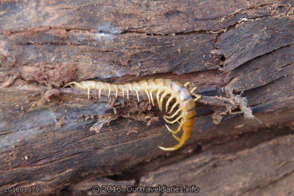 An Australian Giant Centipede