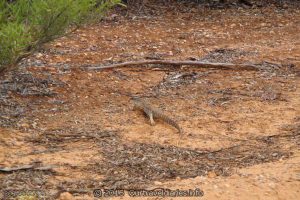 Goulds Goanna near Coolgardie