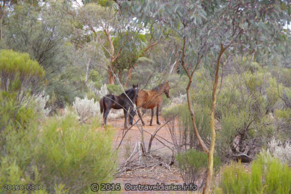 Wild mare in foal with another foal, south of Coolgardie