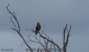 Brown Falcon near the old Balladonia Telegraph Station.