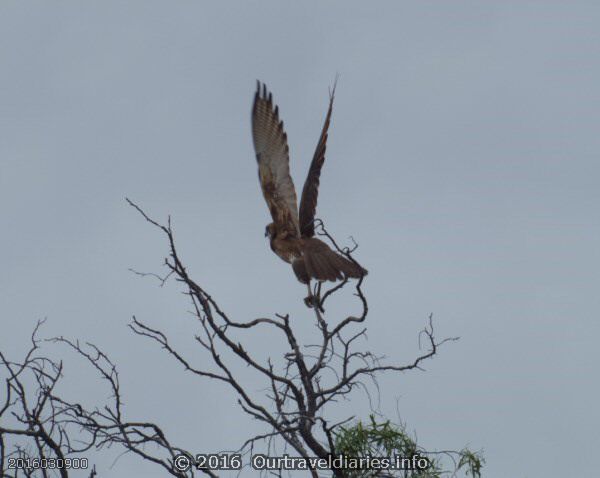 Brown Falcon near the old Balladonia Telegraph Station.