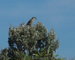 Singing Honeyeater, Great Australian Bight, SA