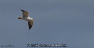 Pacific Gull, Nullabor Plain, Great Australian Bight, SA