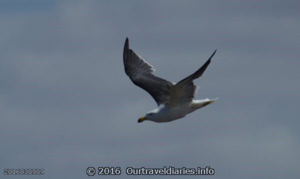 Pacific Gull, Nullabor Plain, Great Australian Bight, SA