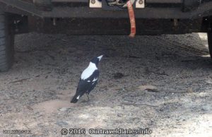 One of the "March Fly" Magpies