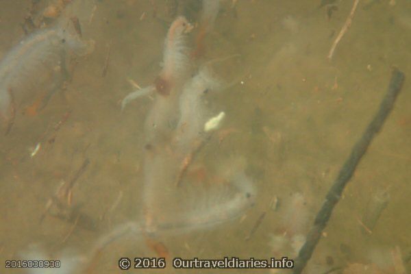 Googs Lake was teeming with Fairy Shrimp