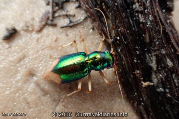 Green Tiger Beetle on the shore of Googs Lake, South Australia