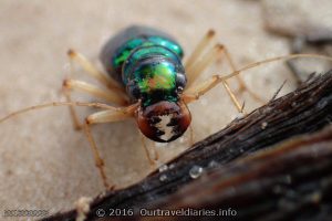 Green Tiger Beetle on the shore of Googs Lake, South Australia