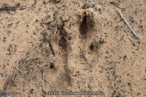Kangeroo Tracks on Googs Track, South Australia