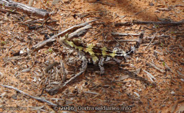 Thorny Devil, Googs Track, South Australia