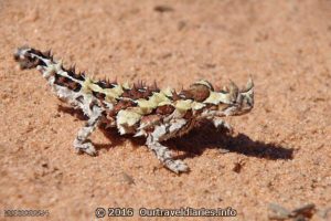 Thorny Devil - Looks like those spikes are sharp (they're not), Googs Track South Australia