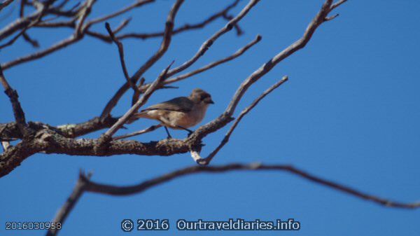 Southern Whiteface, Mount Finke, Googs Track, South Australia