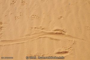 Kangaroo track and a few others, Googs Track, South Australia