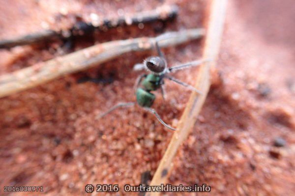 Green Head Ant