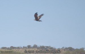 Wedgetail Eagle in flight near Tarcoola, South Australia.