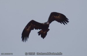 Wedgetail Eagle in flight near Tarcoola, South Australia.