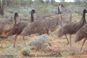 Dad emu with his chicks, Tarcoola, South Australia
